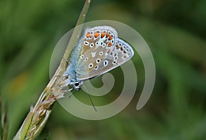 Common Blue