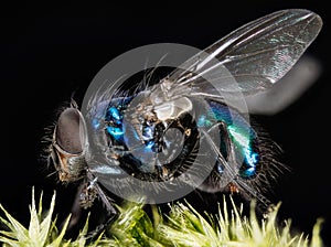 Common Blue Bottle Fly, Bluebottle Fly, Flies