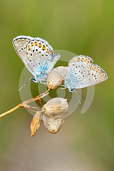 Common blue butterflies-males resting on dry flowers.