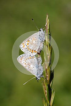 Common blue butterflies pairing