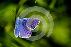 Common Blue butterfly