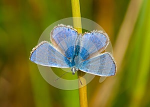 Common Blue butterfly
