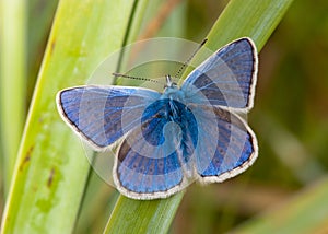 Common Blue butterfly