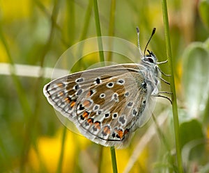 Common Blue Butterfly