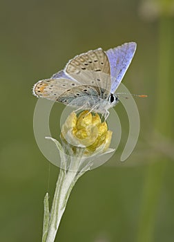 Common Blue Butterfly