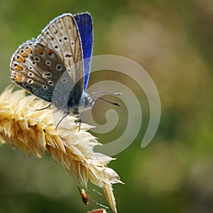 Common Blue Butterfly Basking in the Sun