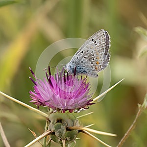 A Common Blue Butterfly