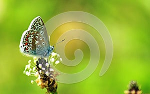 Common Blue Butterfly at Grantown on Spey