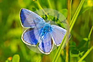 Common blue butterfly in grass