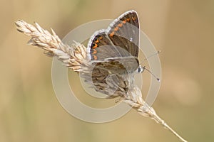 Common blue butterfly on Southampton Common