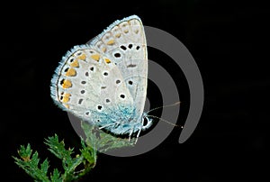 Common Blue butterfly having rest on a green leaf