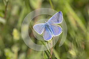 Common Blue butterfly male on a plant