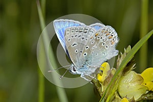 Common Blue Butterfly - Polyommatus icarus photo