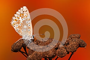 Common blue butterfly Polyommatus icarus