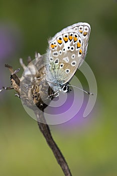 Common Blue Butterfly Polyommatus icarus