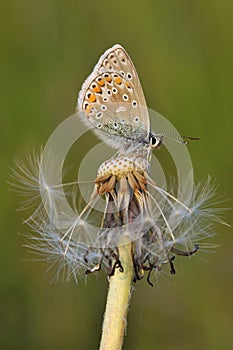 Common Blue Butterfly - Polyommatus icarus