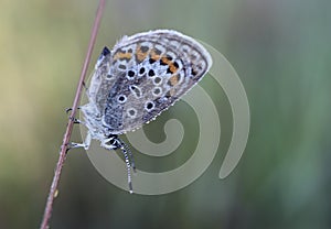 The common blue butterfly & x28;Polyommatus icarus& x29;
