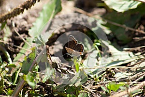 Common blue butterfly Polyommatus icarus