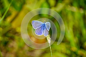 Common Blue butterfly - polyommatus icarus