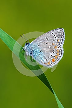 Common Blue butterfly - Polyommatus icarus