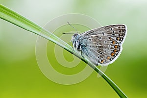 Common Blue butterfly - Polyommatus icarus