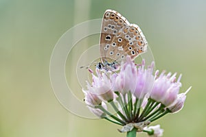 Common Blue butterfly - Polyommatus icarus