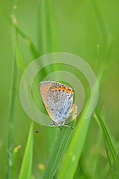 Common blue butterfly - Polyommatus icarus