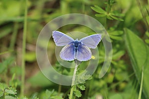 Common blue butterfly Polyommatus icarus