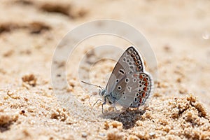 Common blue butterfly Polyommatus icarus