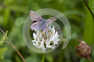 Common Blue Butterfly (Polyommatus icarus)