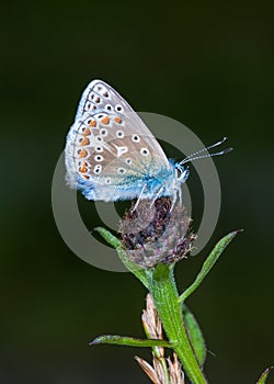 Common Blue butterfly (Polyommatus icarus)