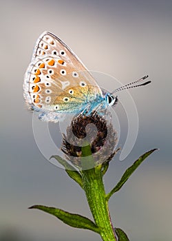 Common Blue butterfly (Polyommatus icarus)