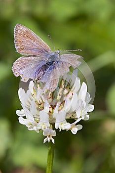 Common Blue Butterfly (Polyommatus icarus)