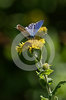 Common Blue Butterfly (Polyommatus icarus