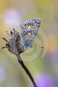 Common Blue Butterfly (Polyommatus icarus