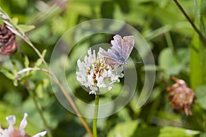 Common Blue Butterfly (Polyommatus icarus)