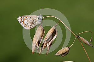 Common blue butterfly, Polyommatus icarus