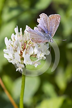 Common Blue Butterfly (Polyommatus icarus)