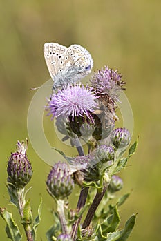 Common Blue Butterfly (Polyommatus icarus)