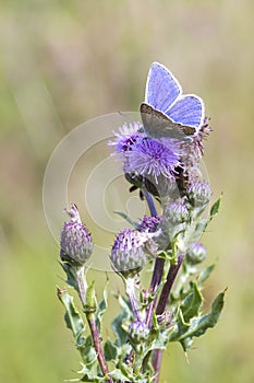 Common Blue Butterfly (Polyommatus icarus)