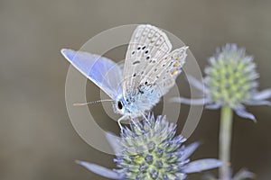 Common blue butterfly - Polyommatus icarus - on blue eryngo - Eryngium planum