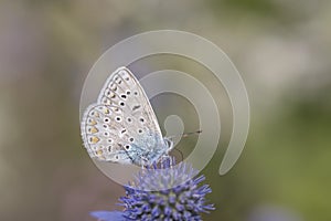 Common blue butterfly - Polyommatus icarus - on blue eryngo - Eryngium planum