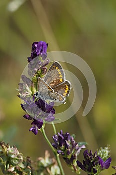 The common blue butterfly (Polyommatus icarus) is a butterfly in the family Lycaenidae and subfamily Polyommatinae