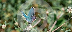 The common blue butterfly Polyommatus icarus is a butterfly in the family Lycaenidae and subfamily Polyommatinae