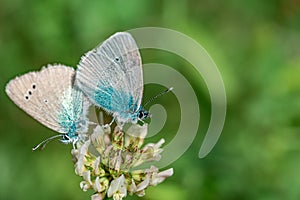 The common blue butterfly Polyommatus icarus is a butterfly in the family Lycaenidae and subfamily Polyommatinae