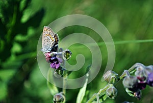 The common blue butterfly Polyommatus icarus butterfly sitting on Cynoglossum officinale