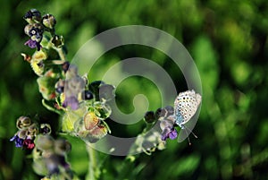 The common blue butterfly Polyommatus icarus butterfly sitting on Cynoglossum officinale houndstongue, houndstooth