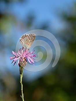 Common Blue Butterfly, Polyommatus icarus, on a centaurea flower. Gorgeous background.