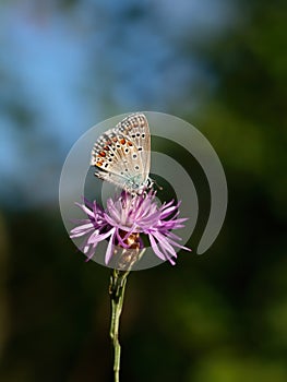 Common Blue Butterfly, Polyommatus icarus, on a centaurea flower. Gorgeous natural background.