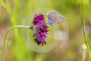 Common blue butterfly polyommatus icarus on cornflower centaurea cyanus blossom in meadow on sunny day in early summer